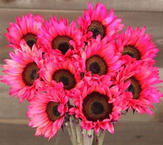 Sunflower Butter Creme Tinted Hot Pink Sunflowers Flowers and